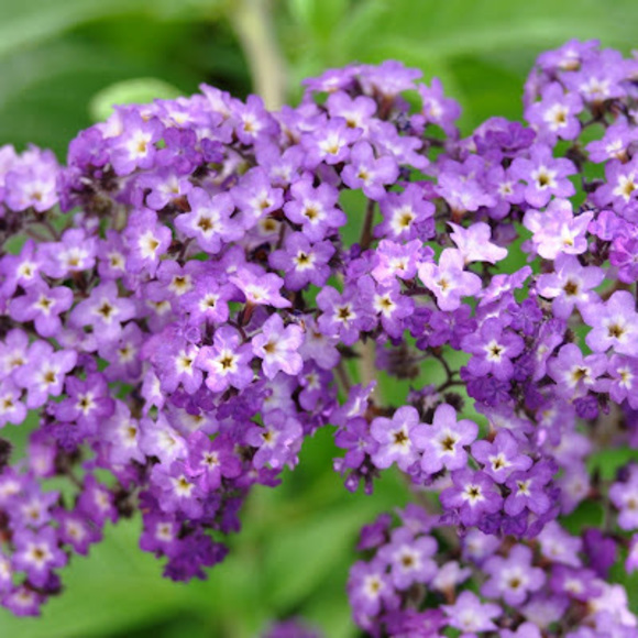 Meet your Posher, Phoebe - Picture 1 of 1